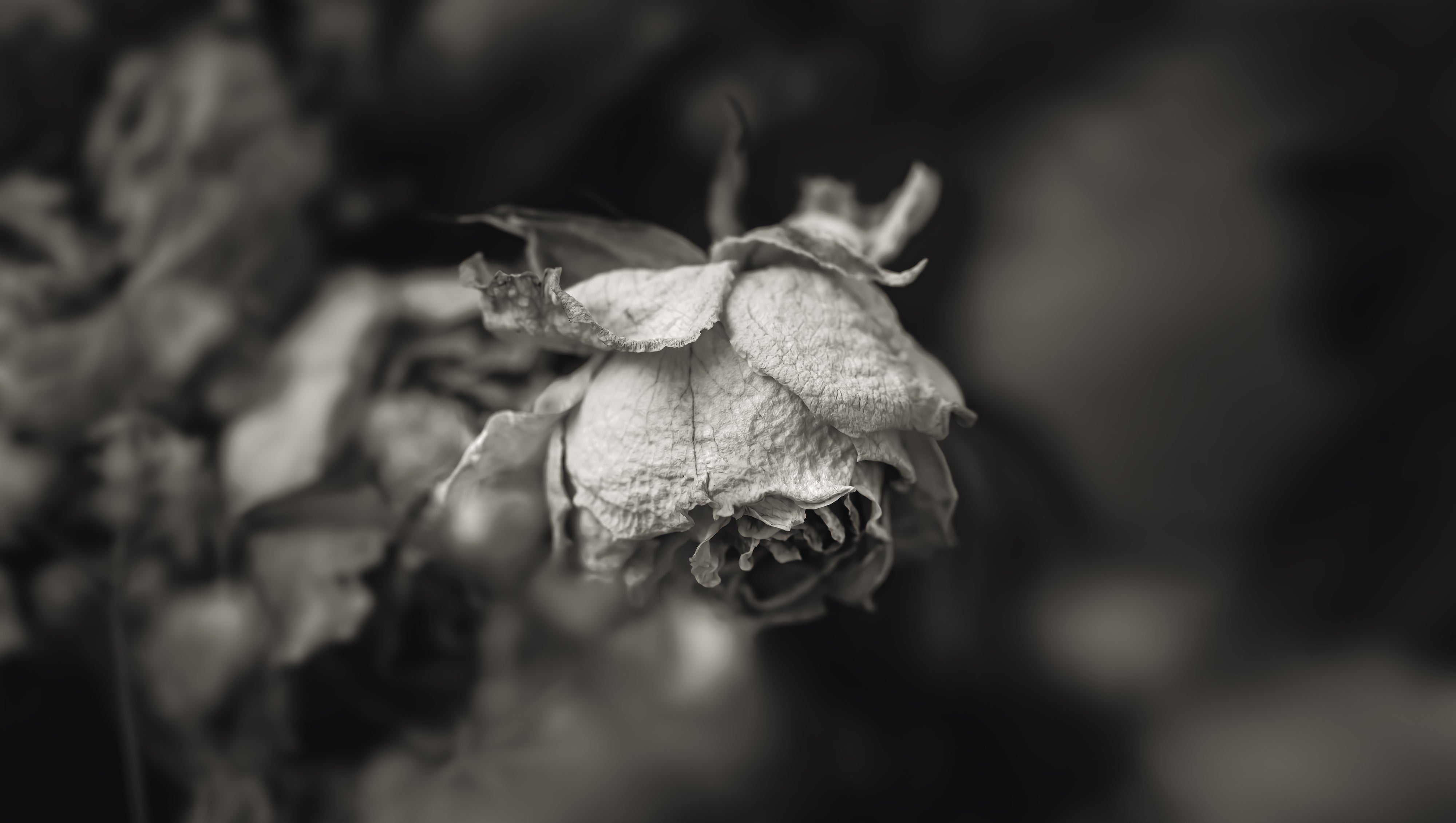 Story Skeleton—The Name of the Rose