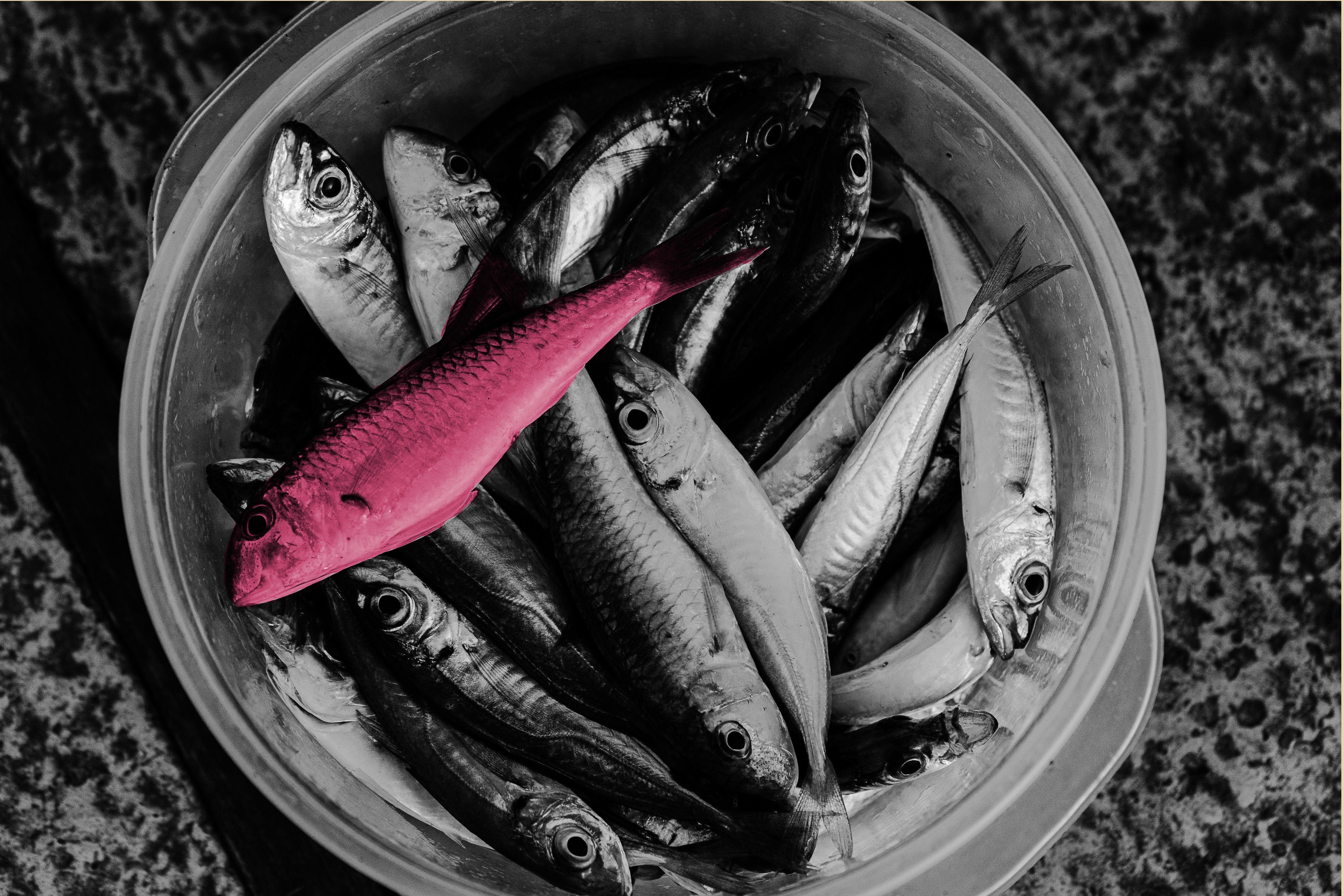 Fair Play: How to Manage Clues and Red Herrings