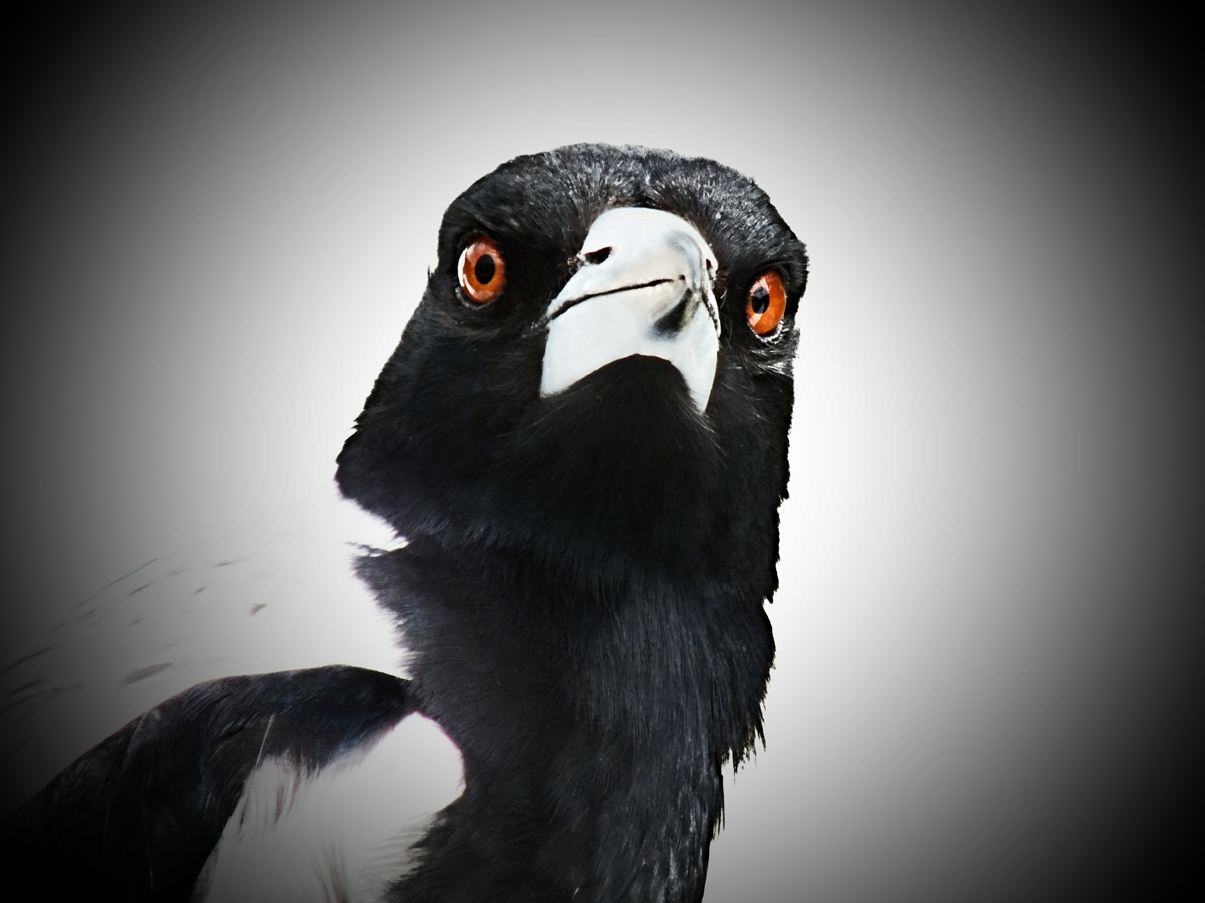 Story Skeleton—Magpie Murders