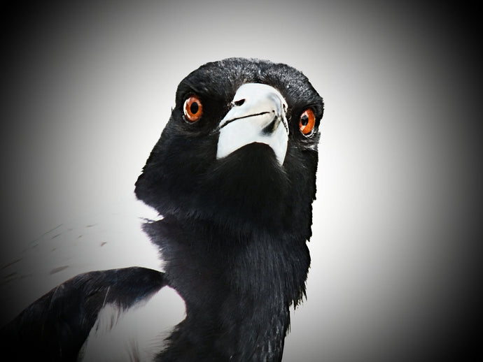 Story Skeleton—Magpie Murders