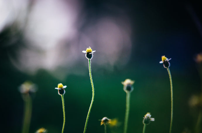 Weed, by S P Robin