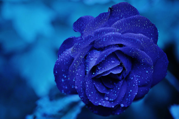 First Page Challenge, 3rd place winner: "Stars and Roses"